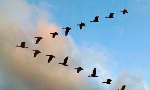 Portada-Liderazgo-democrático-impulsa-equipos-motivados-en-residencias-de-protección